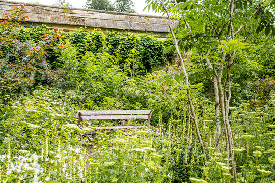 Lush vegetation in the University of Oxford Botanic Garden, the oldest botanic garden in Britain, founded in 1621, Oxford, England, UK. 