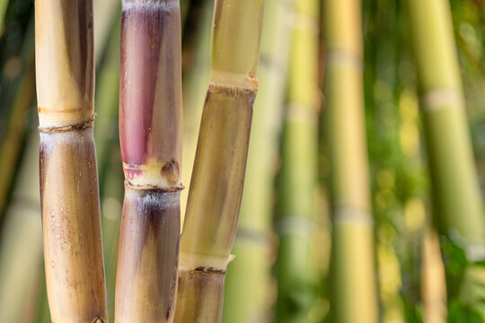 Fresh sugar cane stalks on a nature background. Natural sweetener and agricultural product concept.