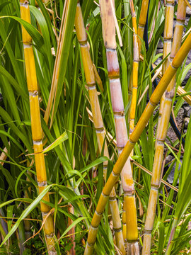 High-angle close-up view of fresh green and yellow sugar cane stalks growing tightly in a field plantation.