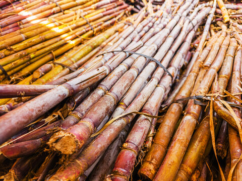 A massive dense heap of harvested raw sugar cane stalks piled up at an agricultural processing plant, Madeira, Portugal.