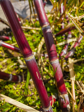 High-angle close-up view of fresh green and yellow sugar cane stalks growing tightly in a field plantation, Madeira, Portugal.