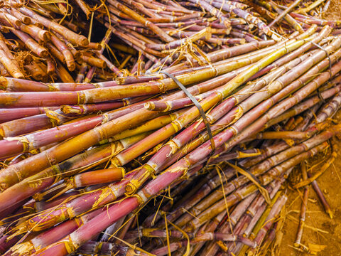 A massive dense heap of harvested raw sugar cane stalks piled up at an agricultural processing plant, Madeira, Portugal.