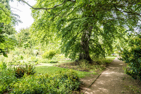 Lush vegetation in the University of Oxford Botanic Garden, the oldest botanic garden in Britain, founded in 1621, Oxford, England, UK.