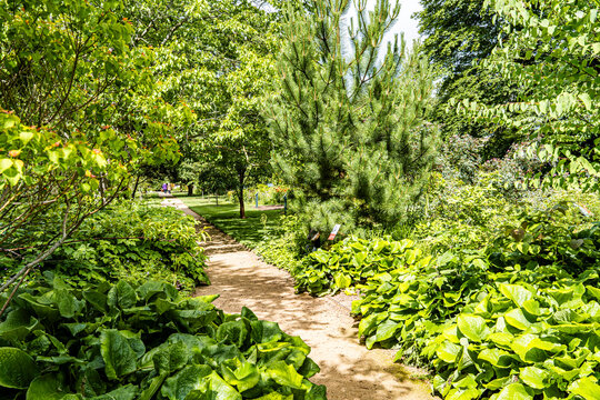 Lush vegetation in the University of Oxford Botanic Garden, the oldest botanic garden in Britain, founded in 1621, Oxford, England, UK. 