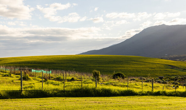 beautiful rolling canola fields and mountains at sunset and dusk, Stanford, South Africa