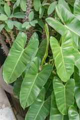 Fresh green philodendron foliage growing in a garden pot with smooth leaves and natural texture. Ideal for tropical interior decoration, botanical design, gardening themes, and plant lovers. © Joko