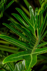Close-Up of Split-Leaf Philodendron with Lush Green Foliage © arjan_ard_studio