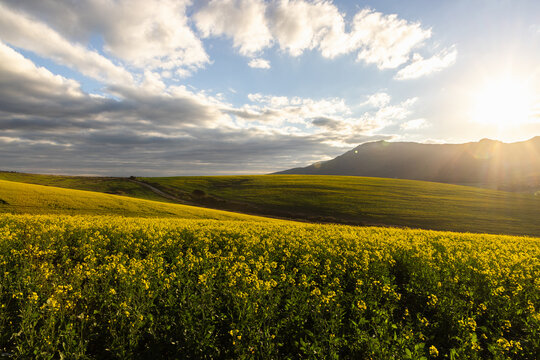 beautiful rolling canola fields and mountains at sunset and dusk, Stanford, South Africa