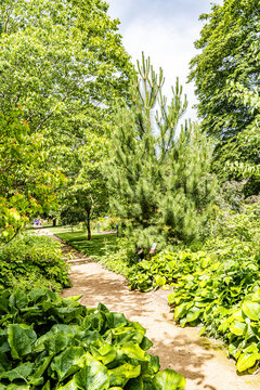 Lush vegetation in the University of Oxford Botanic Garden, the oldest botanic garden in Britain, founded in 1621, Oxford, England, UK.