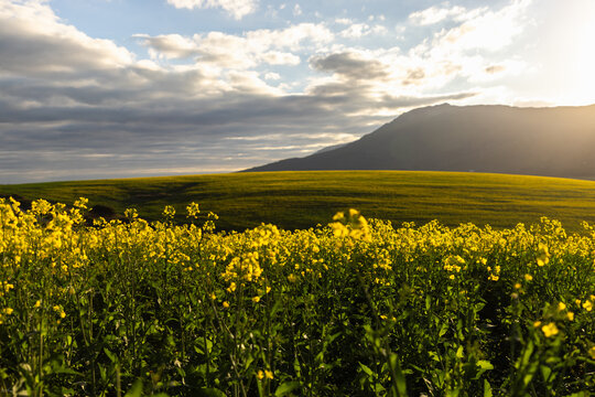 beautiful rolling canola fields and mountains at sunset and dusk, Stanford, South Africa