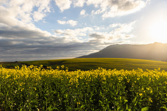 beautiful rolling canola fields and mountains at sunset and dusk, Stanford, South Africa