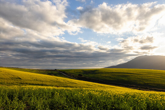 beautiful rolling canola fields and mountains at sunset and dusk, Stanford, South Africa