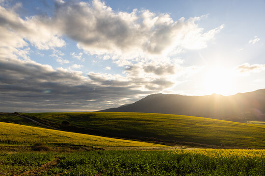 beautiful rolling canola fields and mountains at sunset and dusk, Stanford, South Africa