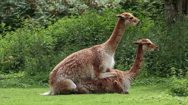 The mating behavior of the Vicunas, Vicugna Vicugna, relatives of the llama which live in the high alpine areas of the Andes