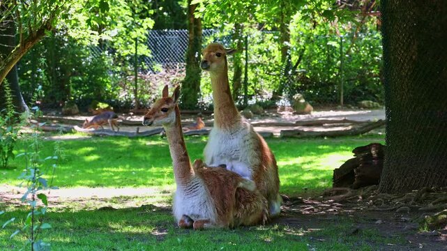 The mating behavior of the Vicunas, Vicugna Vicugna, relatives of the llama which live in the high alpine areas of the Andes