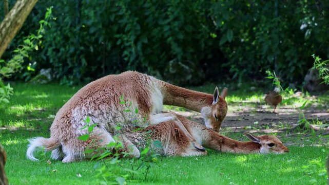 The mating behavior of the Vicunas, Vicugna Vicugna, relatives of the llama which live in the high alpine areas of the Andes