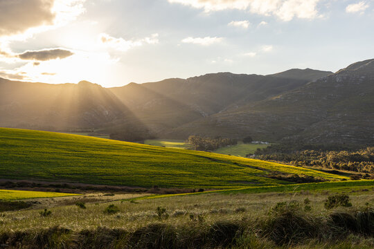 beautiful rolling canola fields and mountains at sunset and dusk, Stanford, South Africa