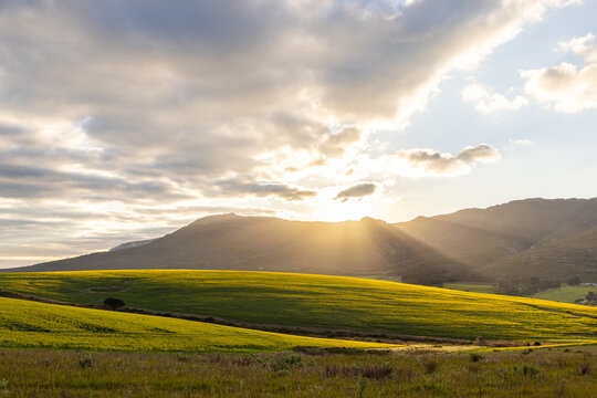 beautiful rolling canola fields and mountains at sunset and dusk, Stanford, South Africa