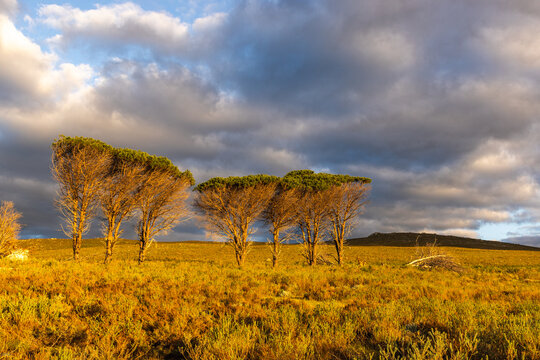 beautiful rolling canola fields and mountains at sunset and dusk, Stanford, South Africa