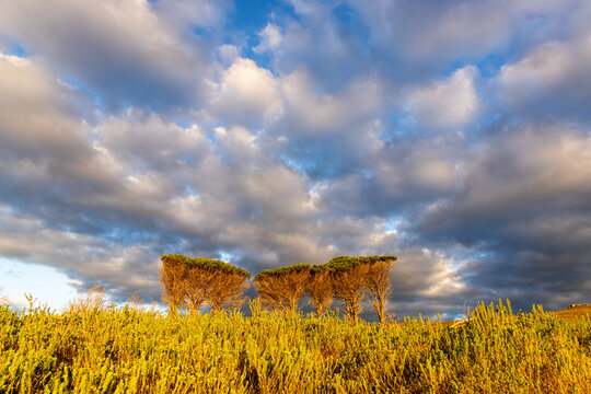 beautiful rolling canola fields and mountains at sunset and dusk, Stanford, South Africa