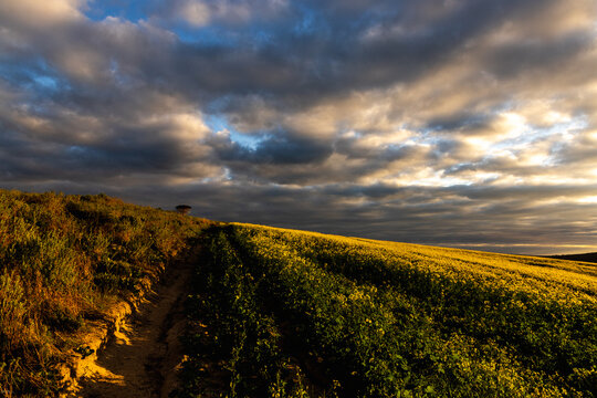 beautiful rolling canola fields and mountains at sunset and dusk, Stanford, South Africa
