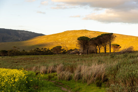 beautiful rolling canola fields and mountains at sunset and dusk, Stanford, South Africa