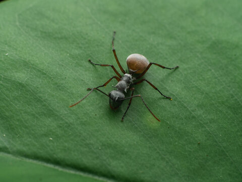 Macro Close-Up of Polyrhachis bicolor Ant on Green Leaf