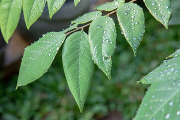 Macro view of green leaves with sparkling water droplets and smooth texture. Botanical photography showing freshness, natural patterns, and tropical foliage suitable for creative backgrounds. © Joko