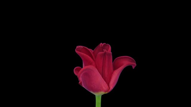 Time lapse of growing and opening red tulip with ALPHA transparency channel isolated on black background