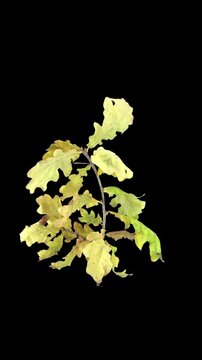 Time lapse of drying Oak leaves isolated on black background, vertical orientation