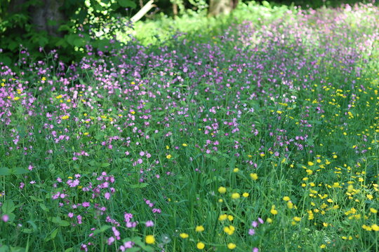Red campion and buttercups in a meadow