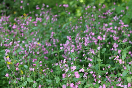 Red campion flowers in a meadow