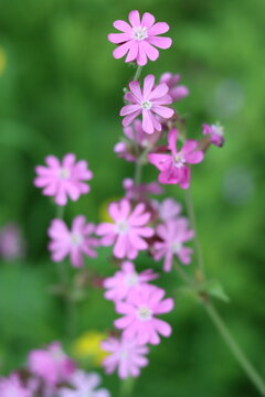 Red campion flowers in a meadow