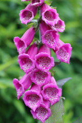 Close up of a pink foxglove © Francesca Leslie