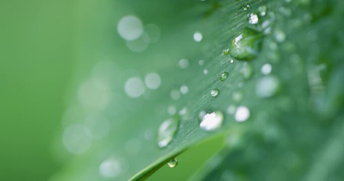 Close up of water drops on a green Ginkgo biloba leaf