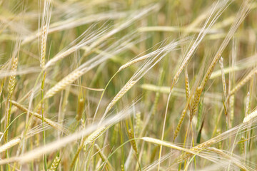 Obraz premium Golden wheat stalks sway gently in the breeze