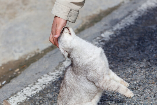 Person gently strokes a gray cat