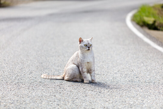 White cat sits on asphalt road