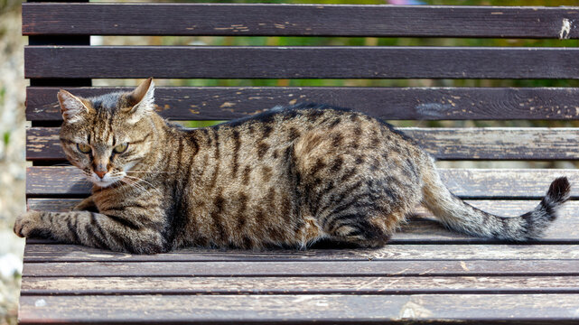 Cute tabby cat lounging on old wooden bench under sun