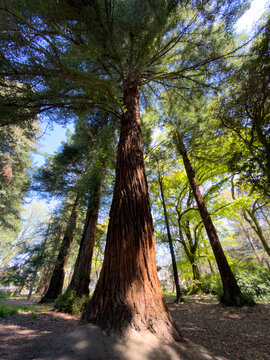 Tall redwood tree stands in sunlit forest