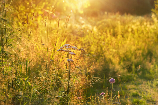 Beautiful rustic landscape with wild meadow grass in sunlight, natural abstract background. summer season. Peaceful, relax, harmony, meditation atmosphere. golden hour. soft focus