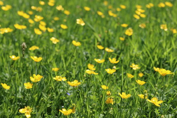 Obraz premium Buttercups in a countryside meadow