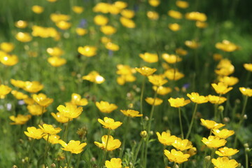 Fototapeta premium Buttercups in a countryside meadow