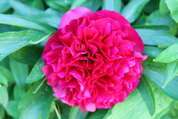 Obraz premium Deep pink peony flower in a garden