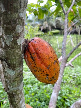Healthy ripe cocoa pod growing on cacao tree in tropical plantation ready for harvest and chocolate production.