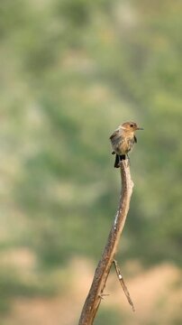  Brown Rock Chat Or Oenanthe Fusca - 4k Vertical Video