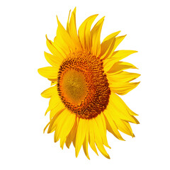 Naklejka premium Close-up of a bright yellow sunflower head showing detailed seeds, textured center and radiant petals against a clean white background. Evokes summer, warmth, nature and floral beauty for design use.