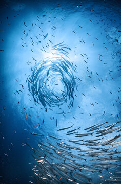 Group of Barracudas Fish School Marine Life Biodiversity Swimming Deep Blue Sea Underwater Sanctuary in Cyclone Vortex Circle