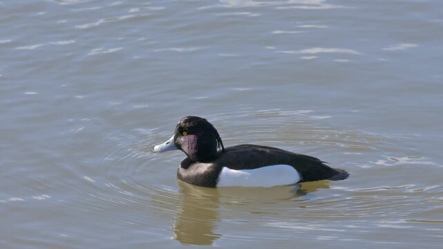 Tufted Duck (Aythya Fuligula) drake (male) flattening its feathers to reduce buoyancy before diving. June, London, UK [Slow motion]