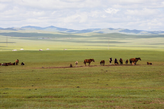 A herd of horses grazes on a vast, green Mongolian steppe with distant mountains under a cloudy sky.